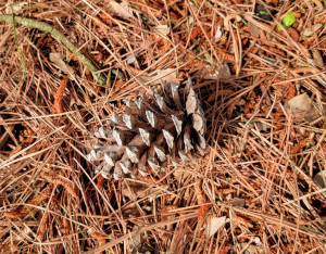 White Pine Cone